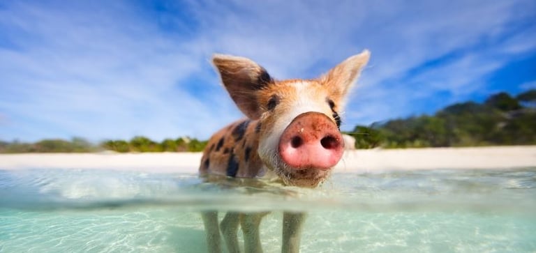 Swimming with Pigs in Nassau