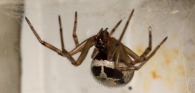 A female false widow spider in her web, East London