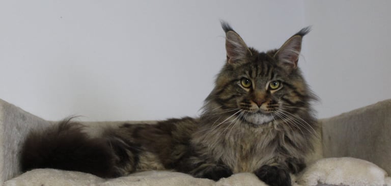 Juannre Beowulf our Maine Coon stud boy at Juannre Cats.
