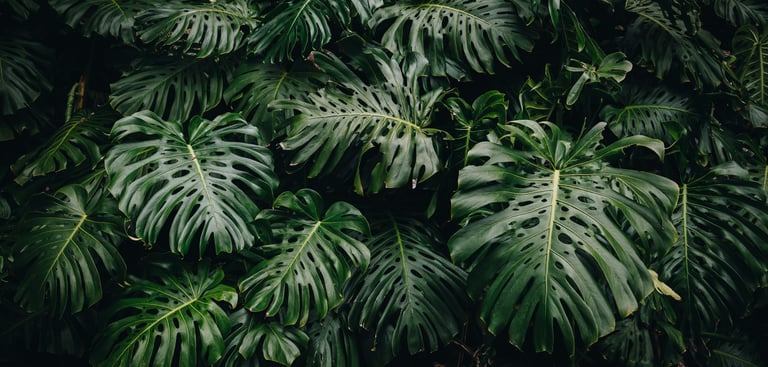 Mature fenestrated Monstera deliciosa leaves with splits, holes and perforations