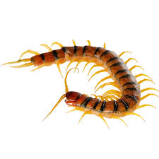 CENTIPEDE PEST CONTROL SERVICE