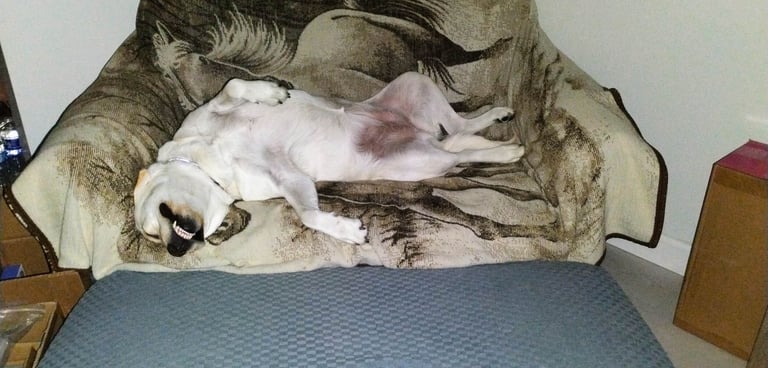 Loni the yellow lab showing her belly