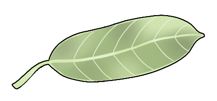 African Mahogany Tree Leaf