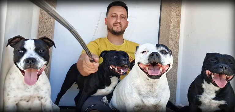 Staffordshire Bull Terrier Bianco pezzato e nero di Grecalestaffs allevamento etico Italiano
