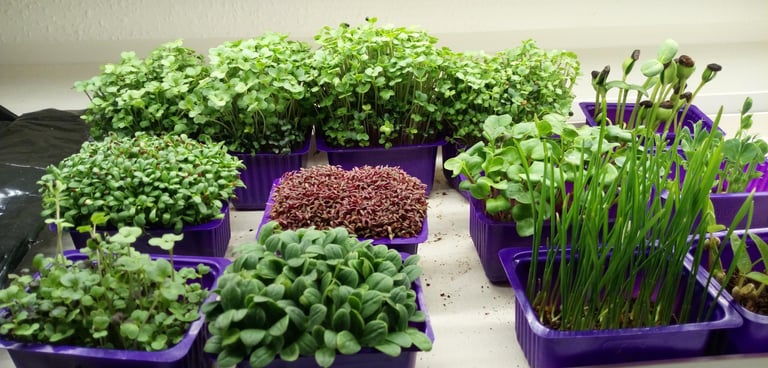 a picture of Early Greens microgreens nursery  produce