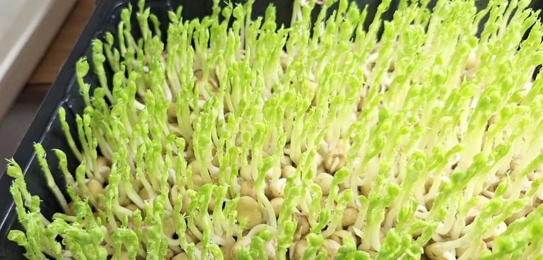 Fresh organic green pea microgreens growing in a black seedling tray for a healthy indoor garden.