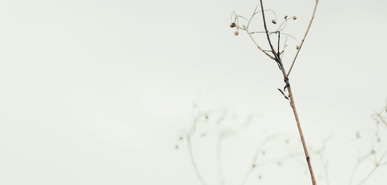 image of a plat with grey sky reflecting energy medicine