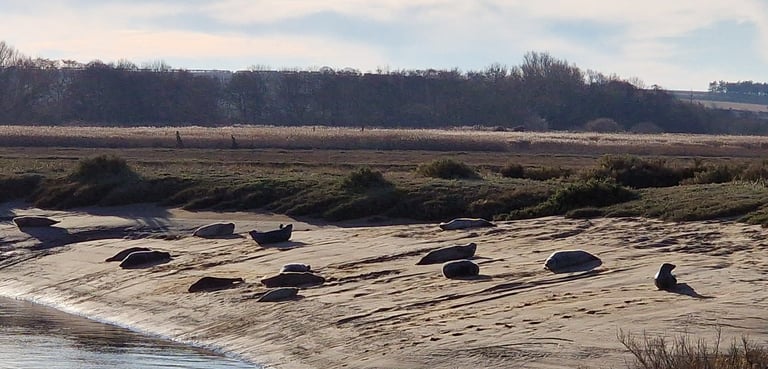  Basking Seals , Brancaster beach