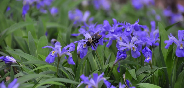 A rare plant identified during a Natural Heritage Evaluation.