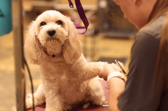 Regular and therapeutic boarding (hotel services) Comfortable boarding facilities for your pets
