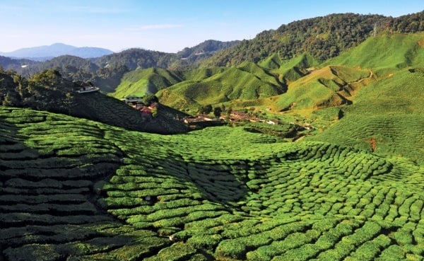 paket tour travel wisata 4 Hari 3 Malam cameron highlands