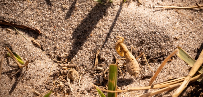 une menthe religieuse en gros plan sur le sol du Botswana