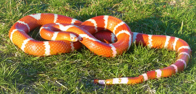 amelanistic albino Honduran milk snake