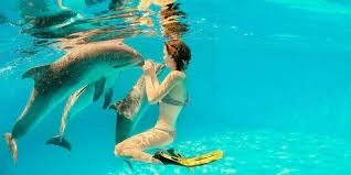 Dive with the Dolphines