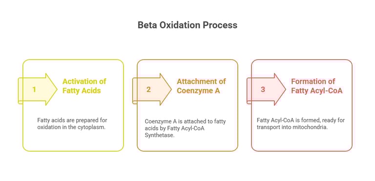 beta oxidation activation