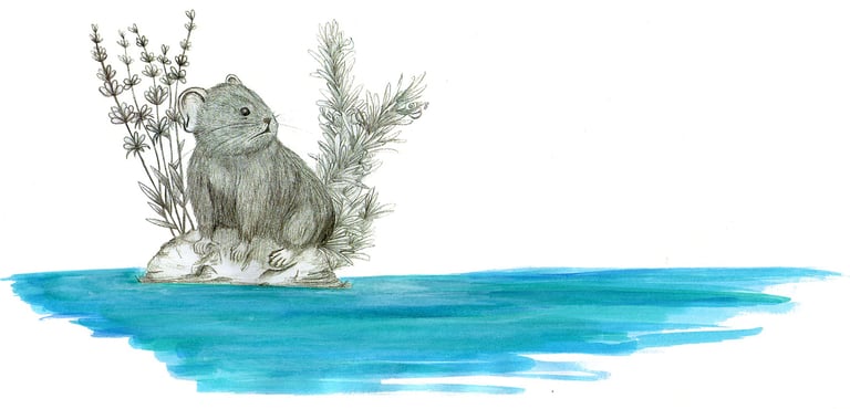 Draw of a pika in an island, by Blanca Moncunill-Solé CC BY-NC-ND 4.0
