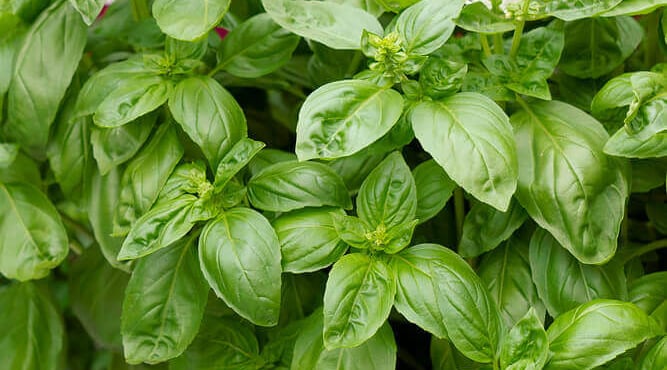 Basil