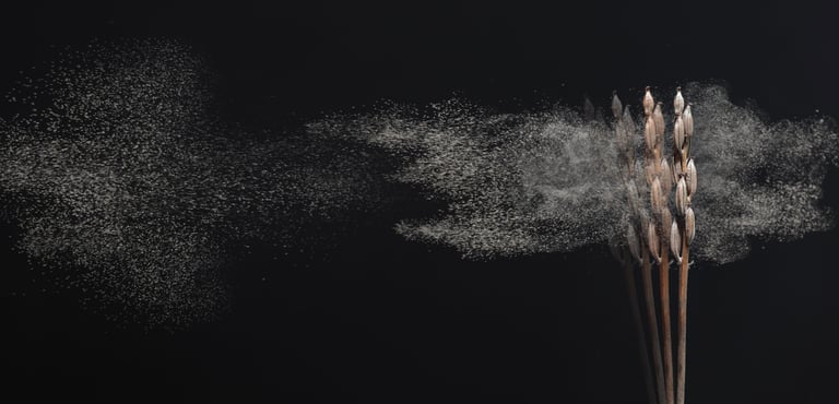 orchideensamen knabenkraut