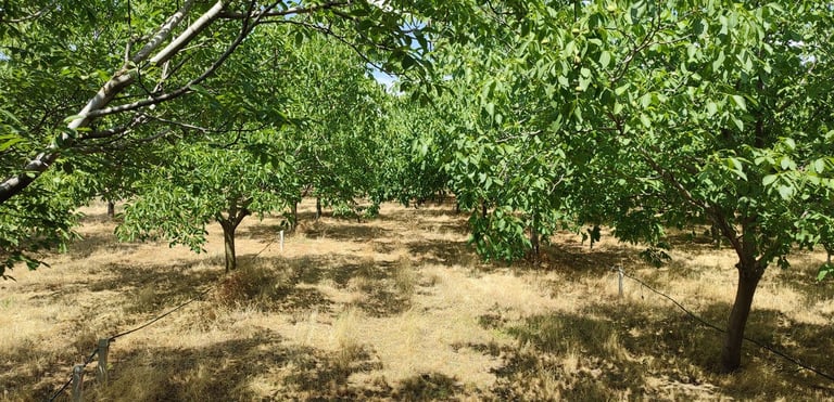 Plantaža oraha u selu Bajša u Vojvodini