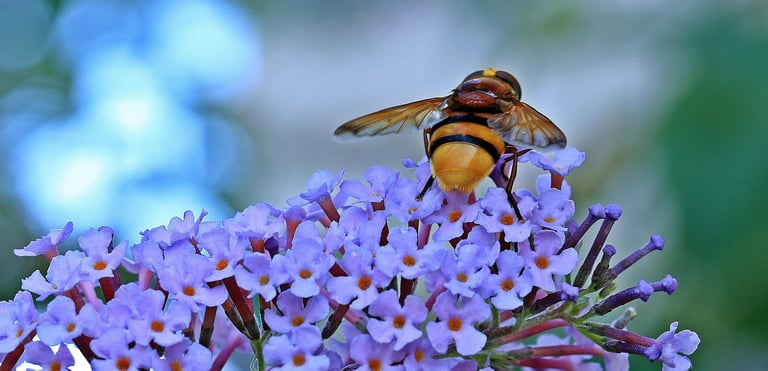 Bee gathering nectar