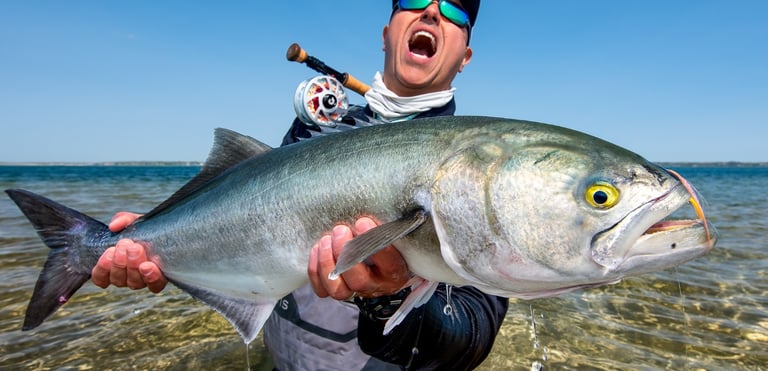 Gator bluefish