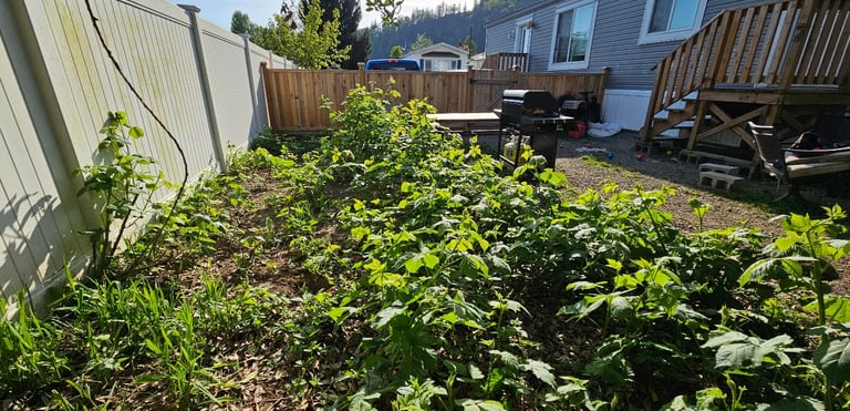 a backyard where blackberries are starting to be overgrown by a fence