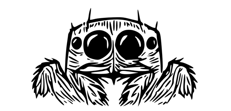 achat phidippus regius - kit phidippus regius - adoption phidippus