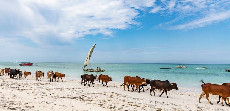 Cows walking along the sandy beach during a scenic Zanzibar village tour, showcasing local wildlife and coastal beauty