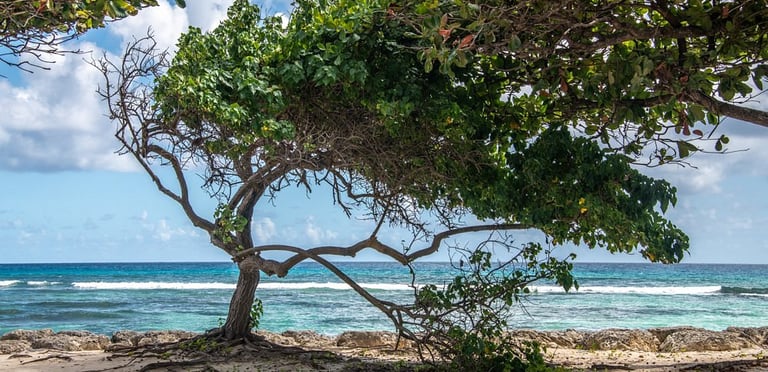 raisins clairs voyage france guadeloupe
