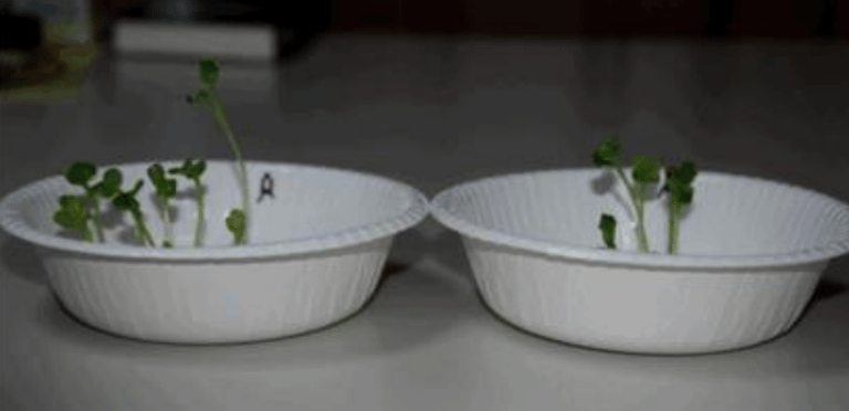 Carrot with FuelMarble