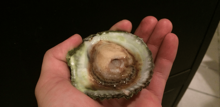 live oyster!