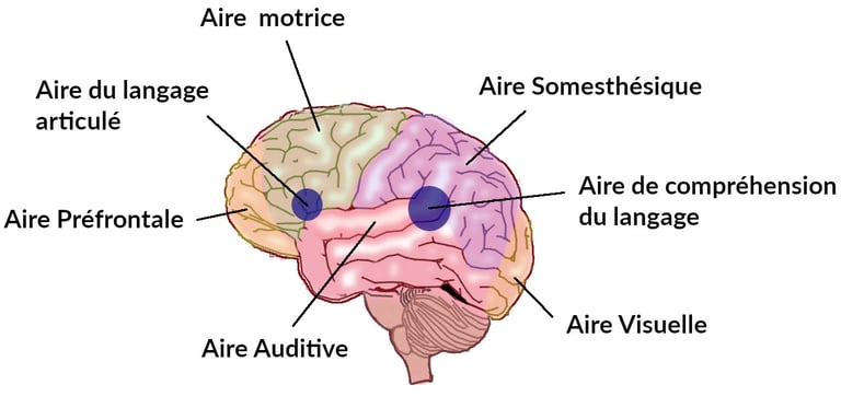 Lobes et fonctions du cortex