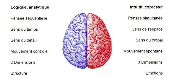 Hémisphère droit et hémisphère gauche