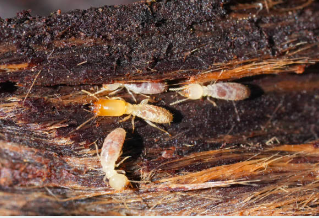 termites