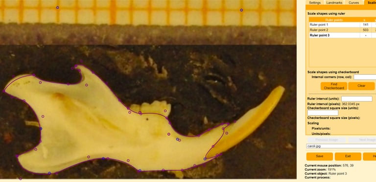Landmarks and curves obtained with StereoMorph package in a rodent jaw. CC BY-NC-ND 4.0 DEED.