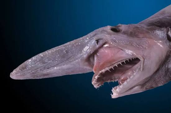 A rare deep-sea goblin shark with its distinct long snout and protruding jaws with sharp teeth.