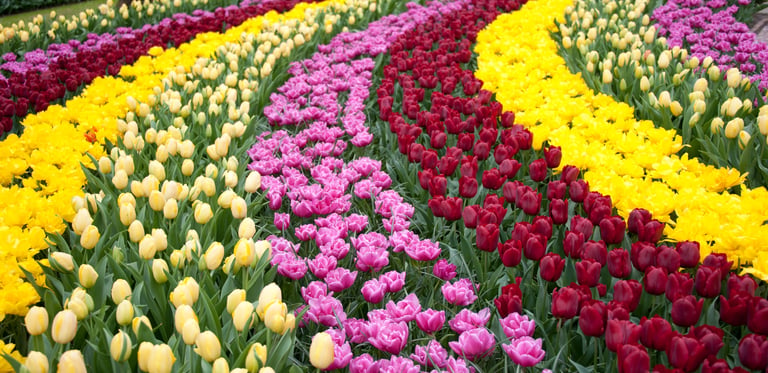 Keukenhof Tulip Festival