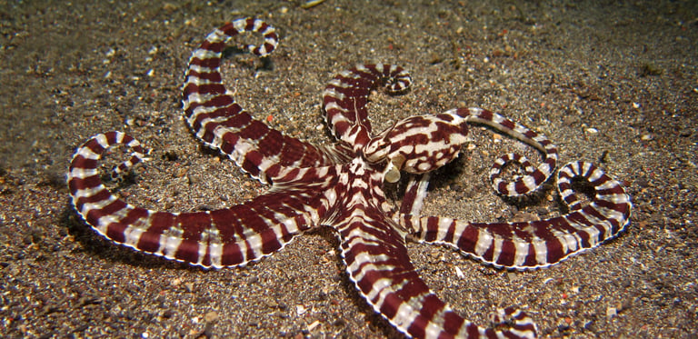 A mimic octopus with striped brown and white arms rests on a sandy seafloor.