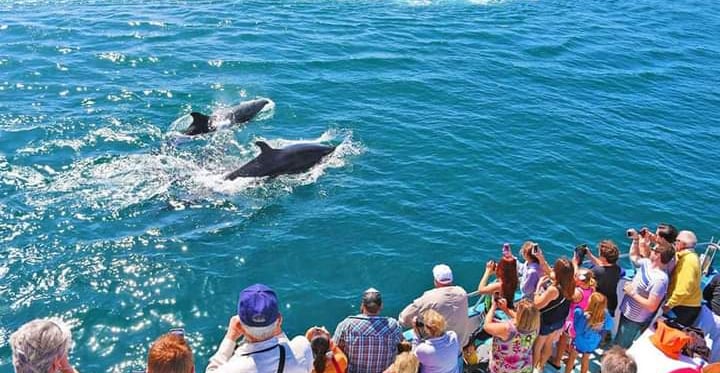 Dolphin watching in the nearby sea is thrilling and related to storytelling