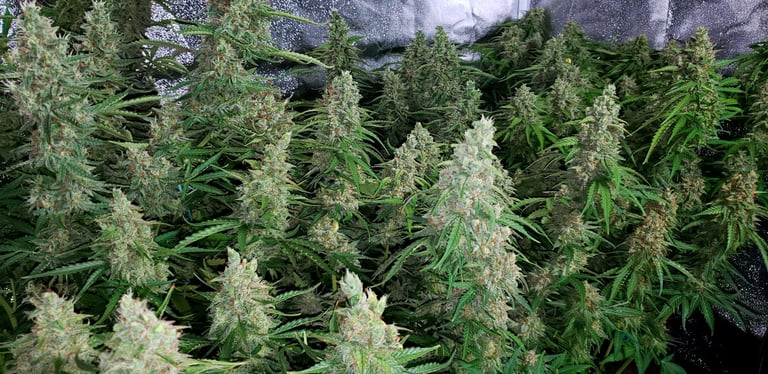 Flowering Cannabis Plant