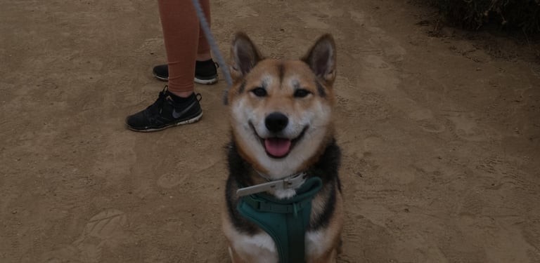 Shiba Inu Dogs Hiking, Palos Verdes Hike, Point Vicente Beach Walk