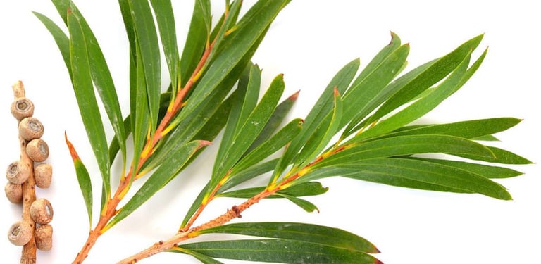 arbatmedzio eterinis aliejus difuzoriui eko naturalus 