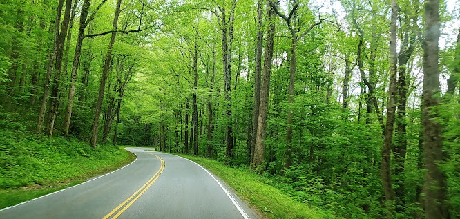 Smoky Mountains, N. Carolina - forest wilderness in the Great Smoky National Park