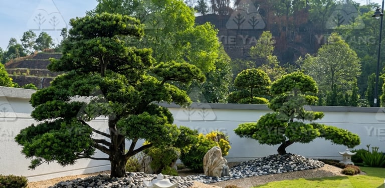 Japanese garden with bonsai pine trees, stone lanterns and gravel – Yie Yang Landscape