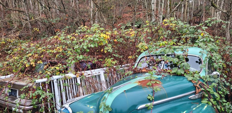 picture of blackberry bushes growing over 2 cars and a fence