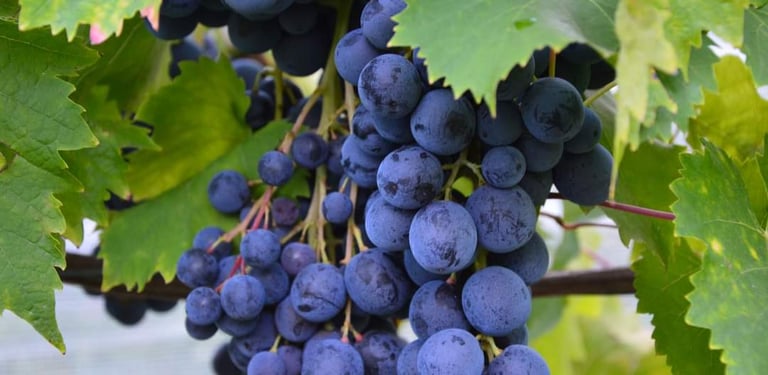 Vignes de raisin bio cultivées dans notre ferme familiale en Savoie
