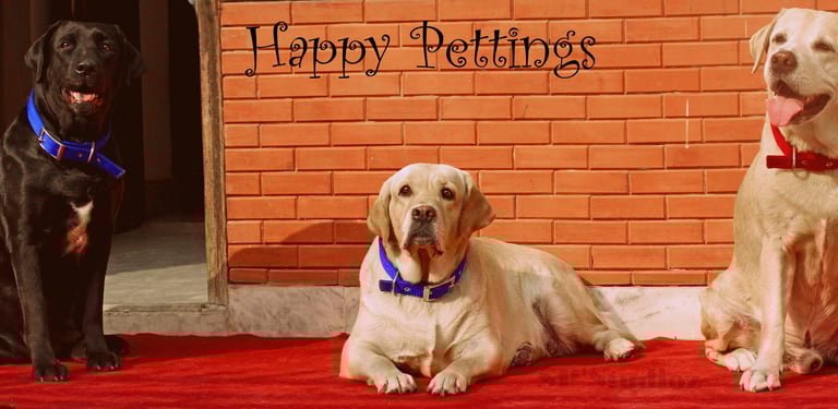 Dog Boarding, Dog Boarding near me, Pet Boarding, Pet Boarding near me, Dog Care, Happy Pettings