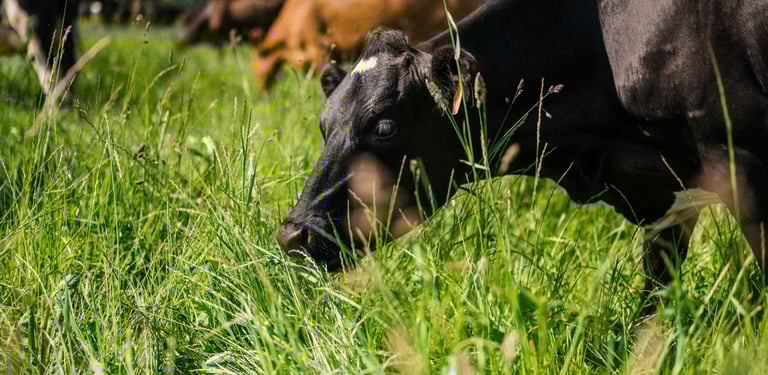 an organic dairy cow grazing in the grass in a field