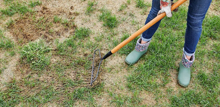 A gardener uses a metal rake to remove dead grass and thatch from a patchy lawn for lawn restoration.