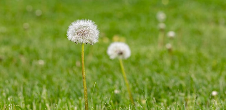 White dandelion seed head fluff standing in a lush green grass field during springtime.